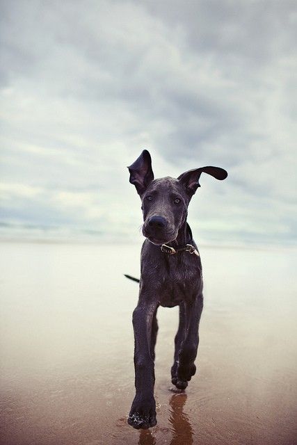 black Great Dane at the beach