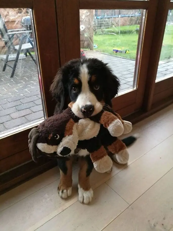 Bernese Mountain Dog puppy sitting on the floor with its stuffed toy in its mouth