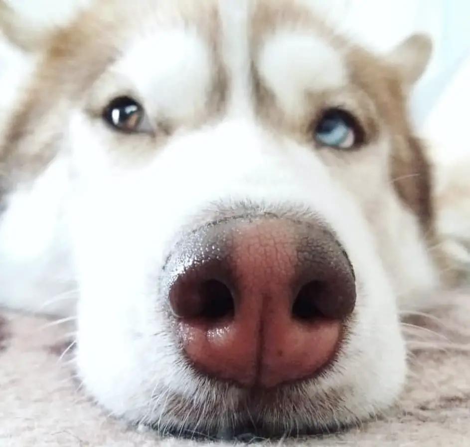 close up nose of a Husky lying on the bed