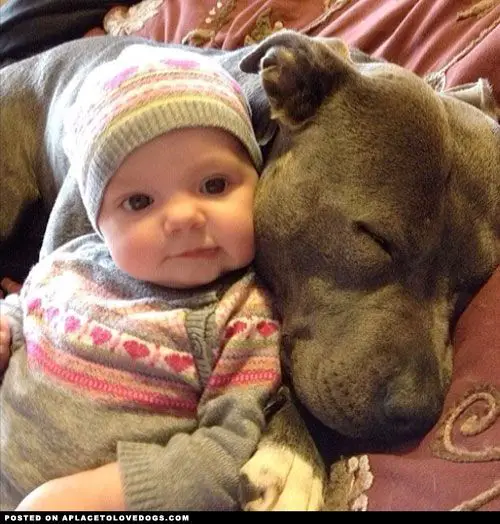 a baby lying on top of a sleeping pitbull