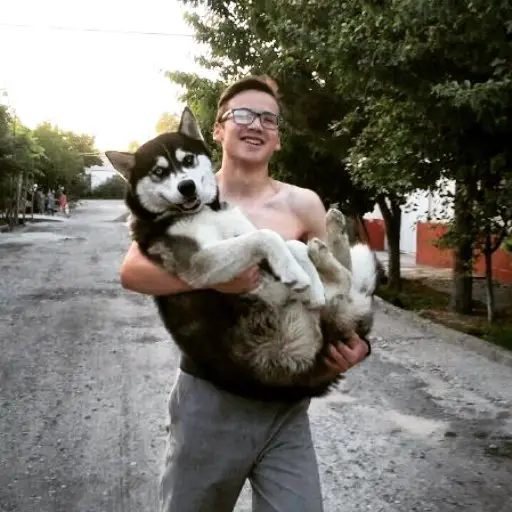 A Husky being carried by a man walking in the street