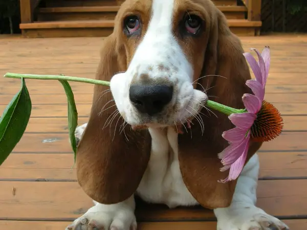 Basset Hound sitting on the wooden floor with a picked flowers in its mouth