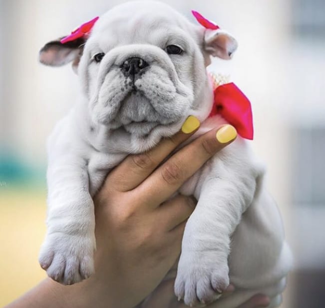 woman holding up an English Bulldog Puppy