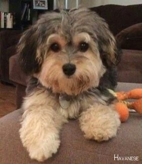 A Havanese lying on the chair