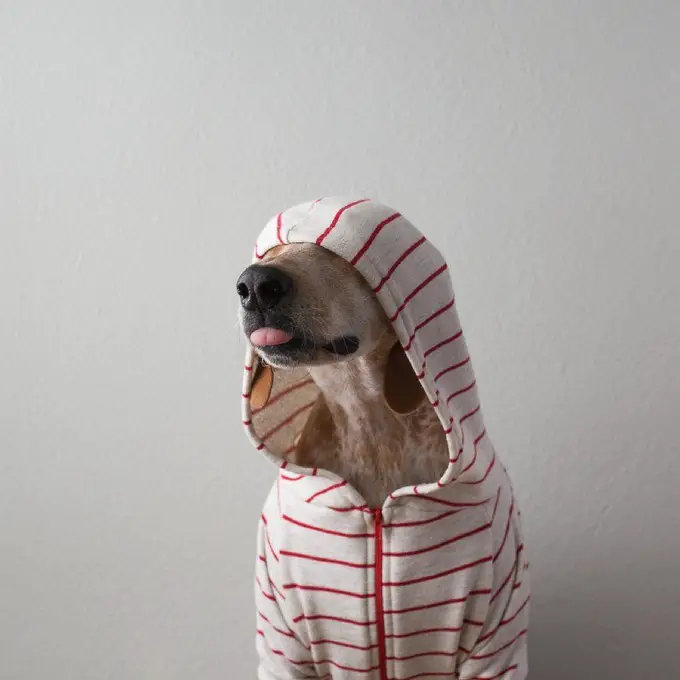 A Coonhound wearing a sweater with a hoodie