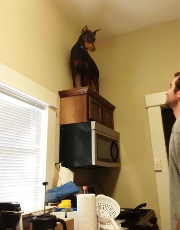 A Doberman Pinscher standing on top of the cabinet on the wall
