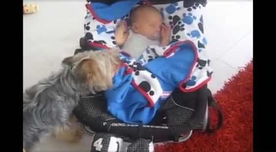 Yorkshire Terrier with a baby
