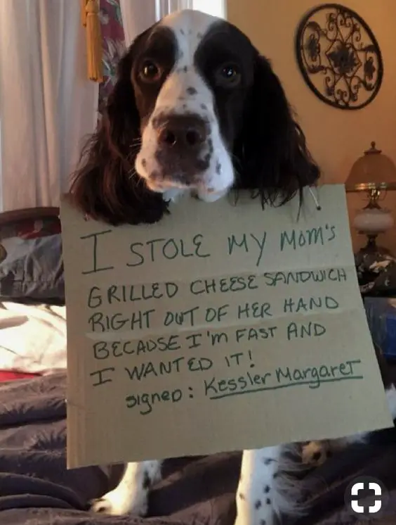 Springer Spaniel wearing a carboard with a written message 
