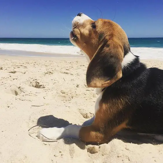 Beagle lying on the sand while howling