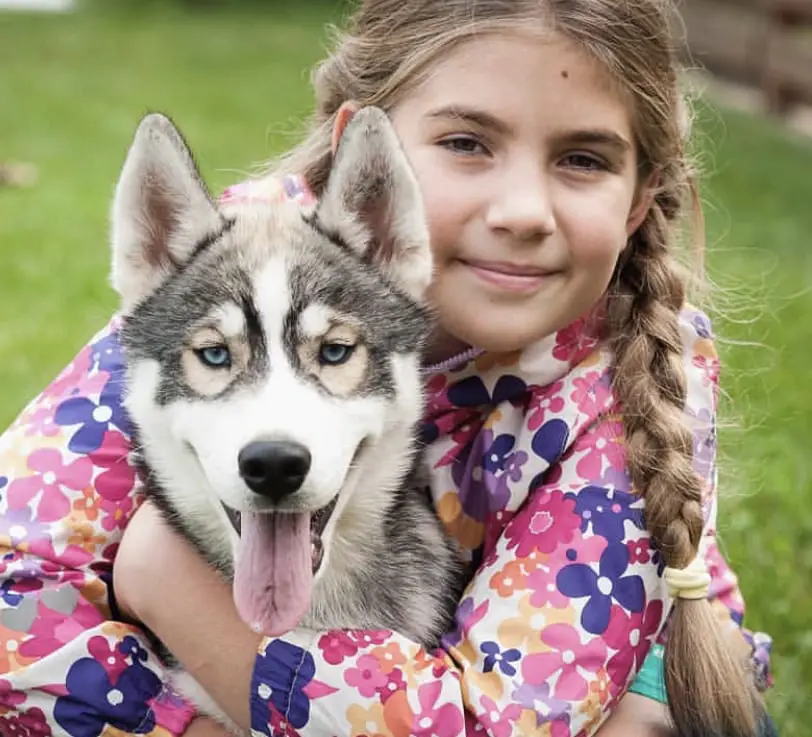 a Husky with a young girl hugging him from behind