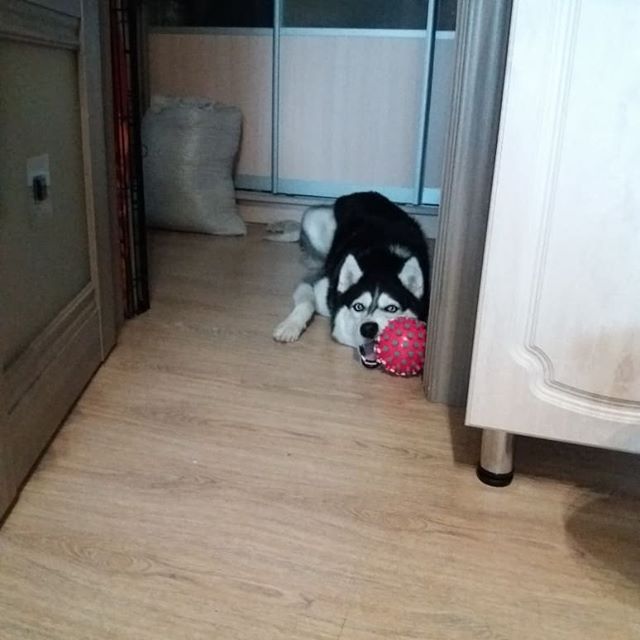 A Husky lying down on the floor while biting its ball