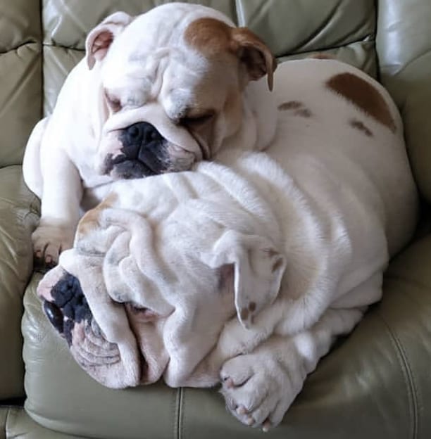 An adult English Bulldog sleeping on the chair with her puppy sleeping on top of her