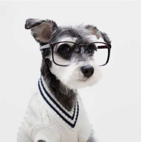 Schnauzers wearing glasses