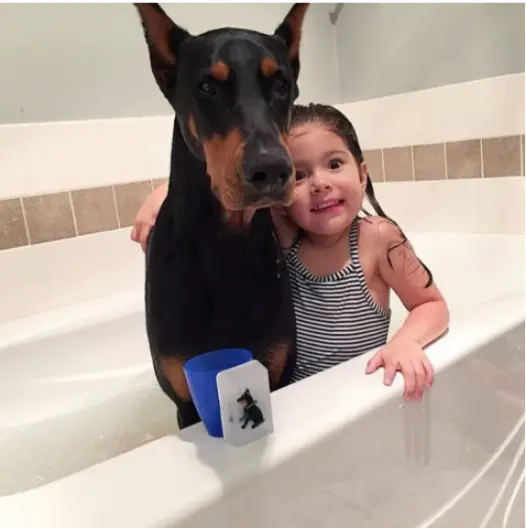 A young girl inside the bathtub with a Doberman Pinscher