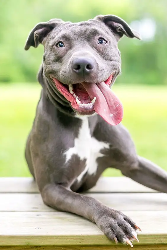 Pitbull on the bench outdoors with its tongue sticking out