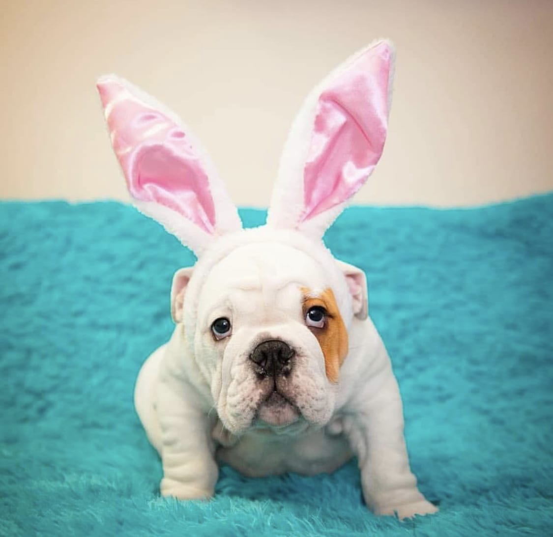 English Bulldog Puppy wearing a bunny head band