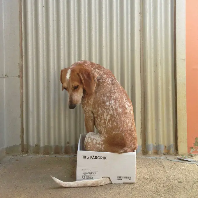 A Coonhound sitting in a cardboard box
