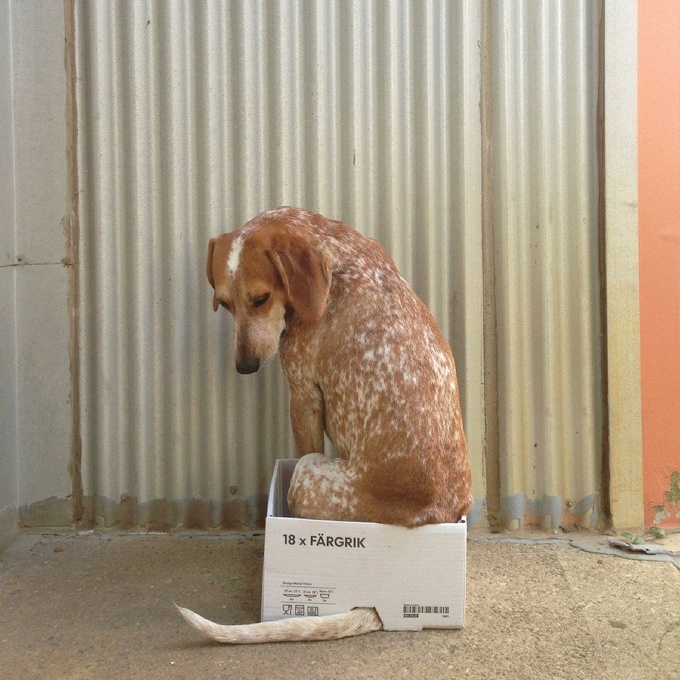 A Coonhound sitting in a cardboard box