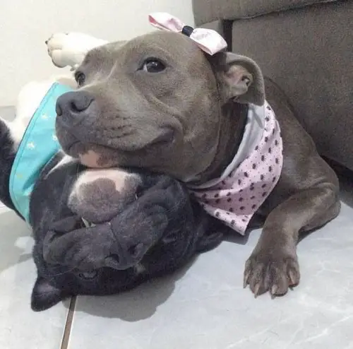 A Pitbull lying on the floor with its smiling face on top of the face of another Pitbull lying on its back on the floor