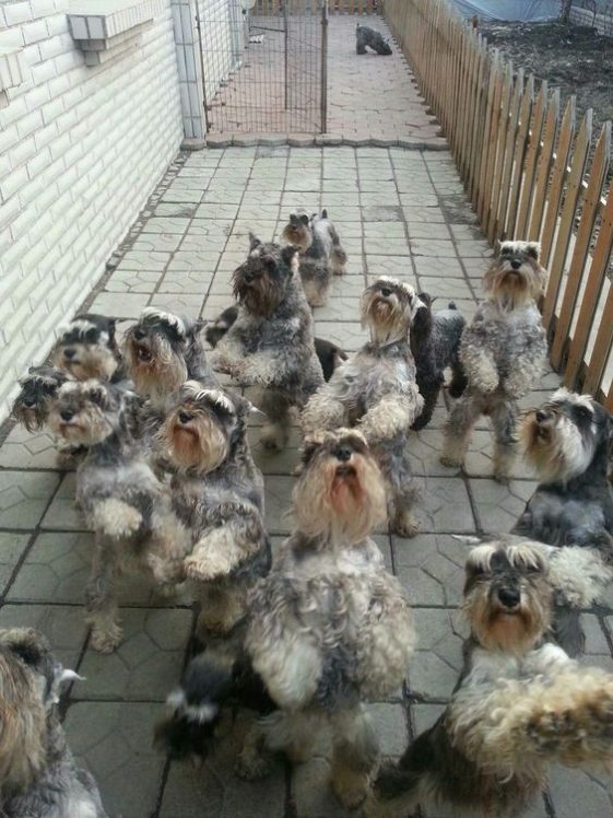 group of dancing Schnauzers