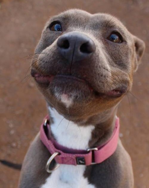 adorable smiling and begging face of a Pitbull