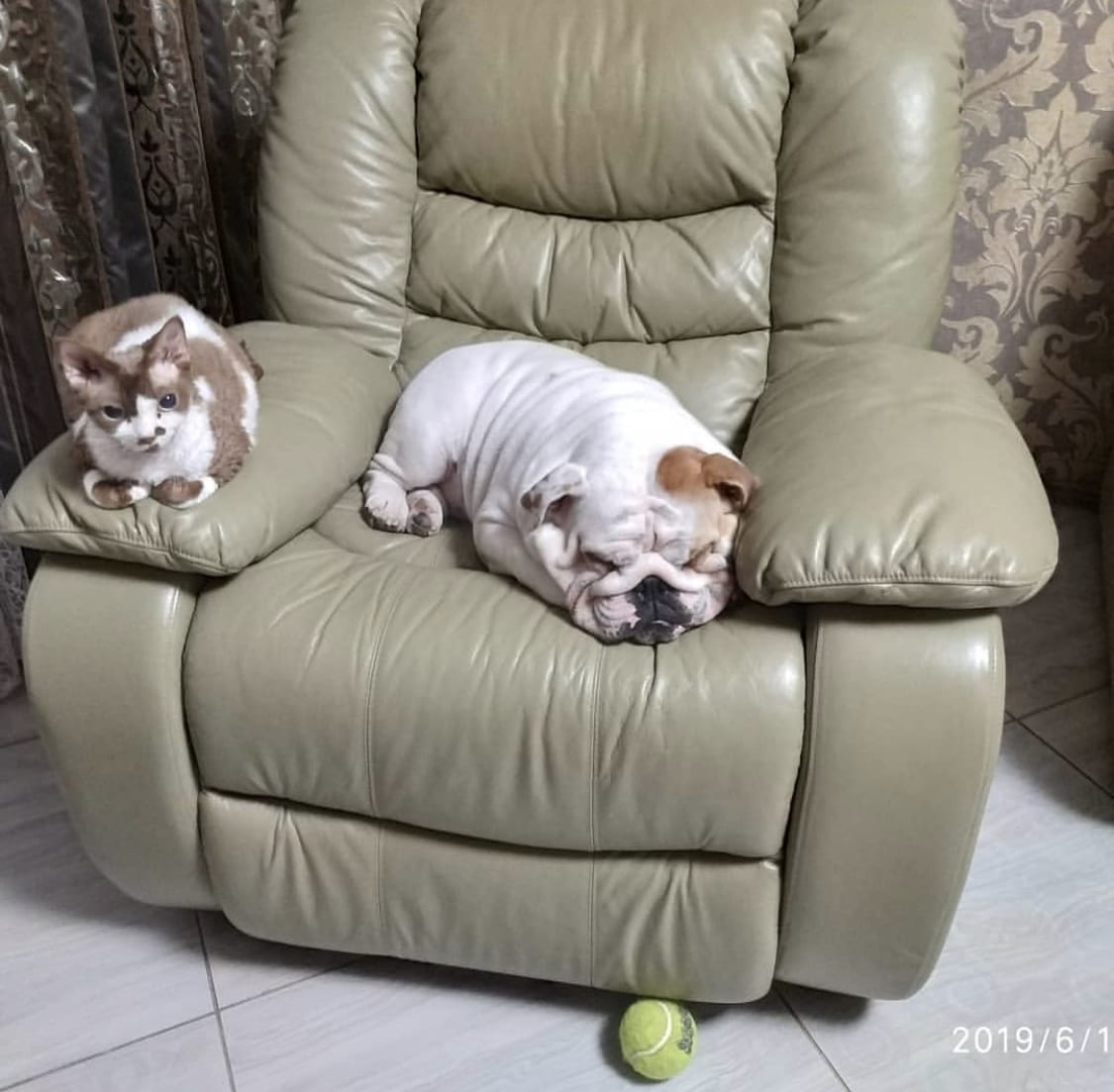 A English Bulldog lying sleeping on the chair with a cat lying on top of the arms of the chair