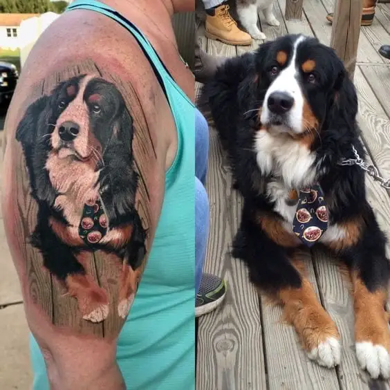 A realistic tattoo of a Bernese Mountain Dog on the shoulder photo next to the actual photo of a Bernese Mountain Dog lying on the wooden floor