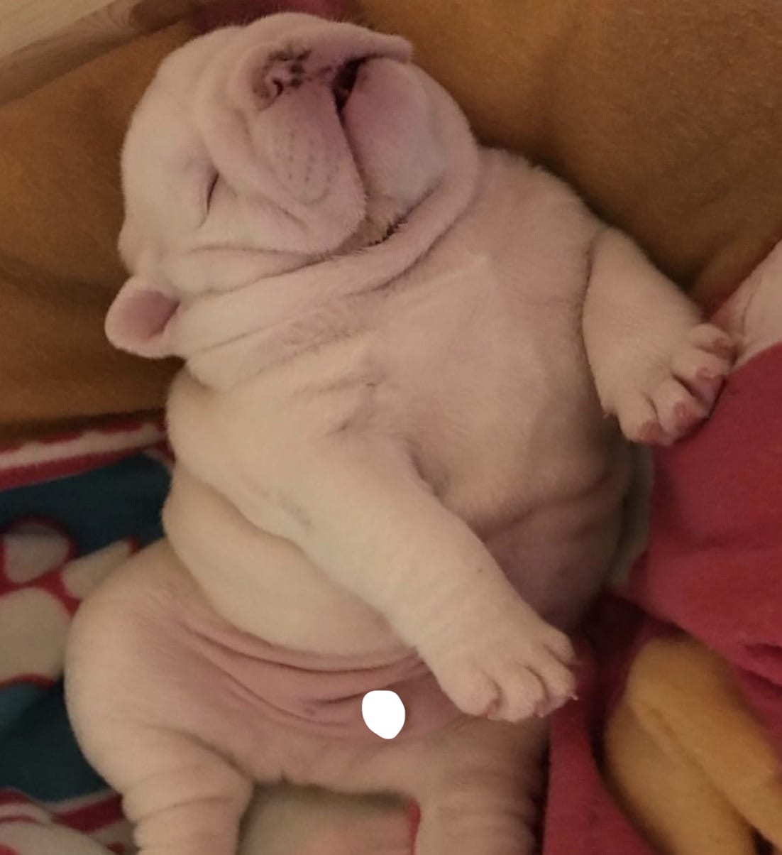 English Bulldog Puppy sleeping on the bed