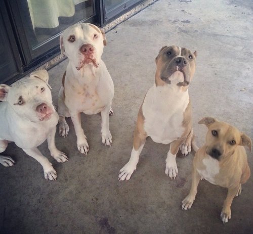 four Pitbulls sitting on the pavement with their begging faces