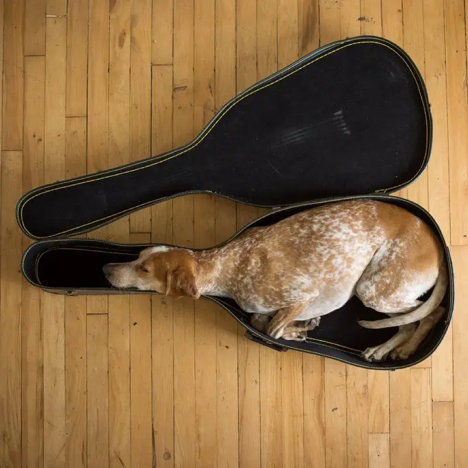 A Coonhound lying inside a guitar bag on the floor