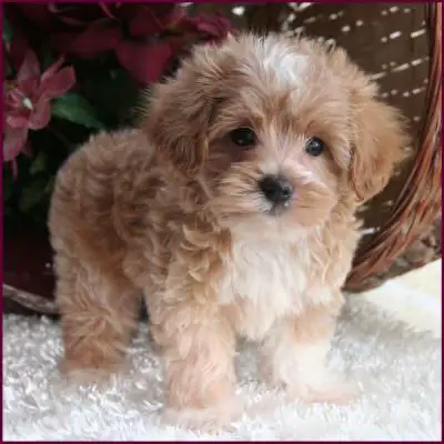 A Havanese puppy standing on the carpet with a wicker basket filled with flowers