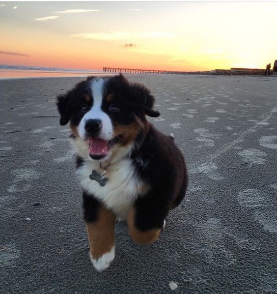 A Bernese Mountain puppy running in the sand at the beach on a sunset while smiling