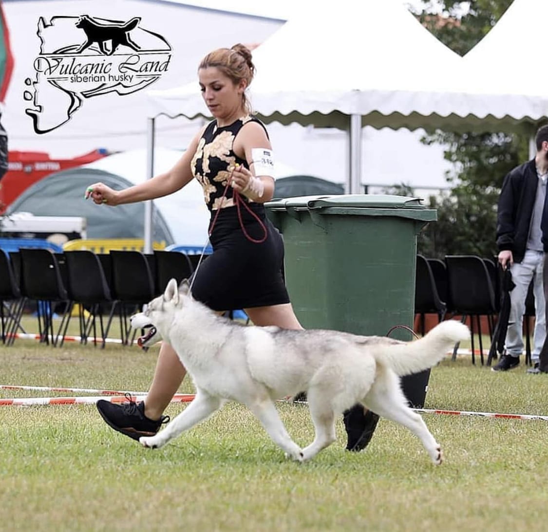 A Husky walking in the field beside a woman holding its training leash