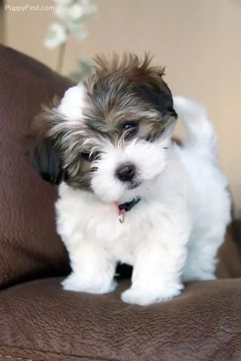 A Havanese puppy standing on the couch while tilting its head