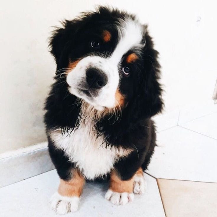 Bernese Mountain Dog sitting on the floor tilting its head