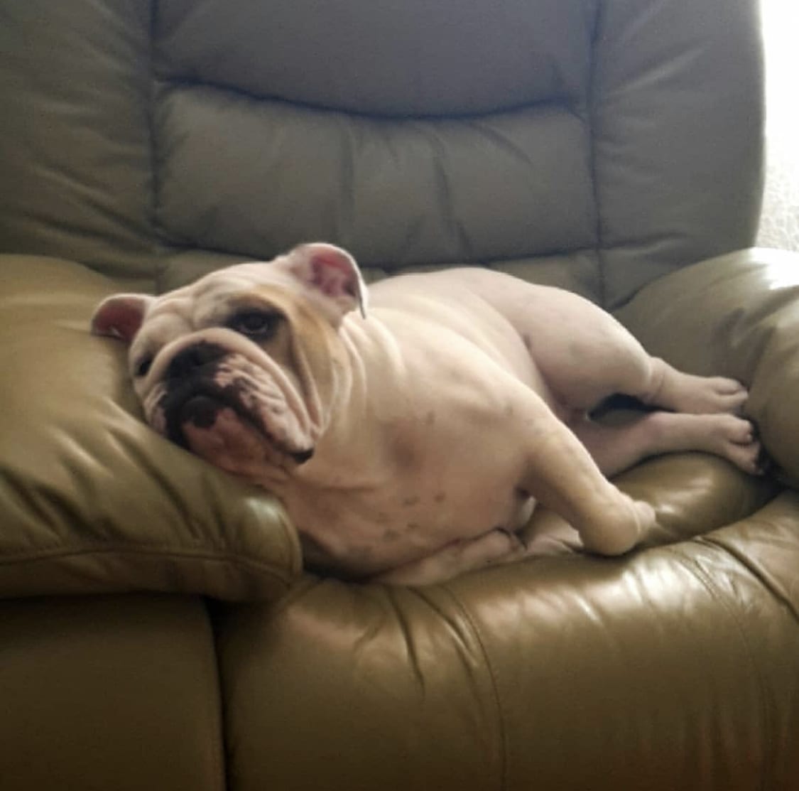 An English Bulldog lying on the couch with its sleepy face