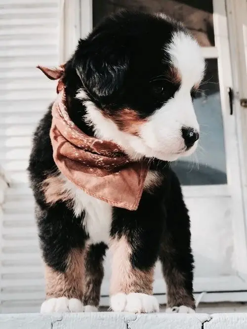 A Bernese Mountain puppy wearing a scarf wile standing in the front porch