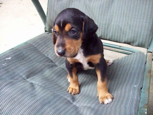Beagleman puppy sitting on the chair
