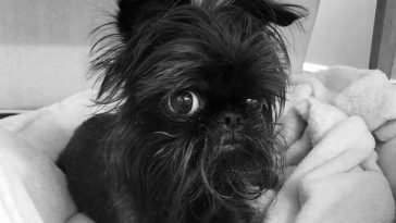 brussels griffon stuffed animal