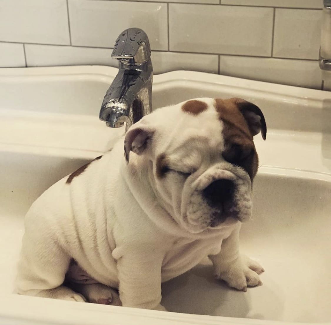 A English Bulldog sleeping in the sink