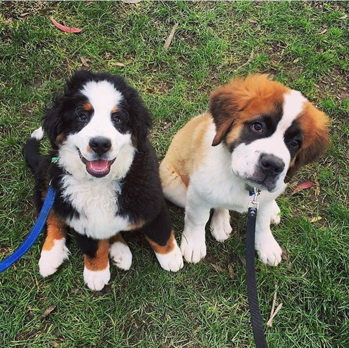 two Bernese Mountain puppies sitting on the grass