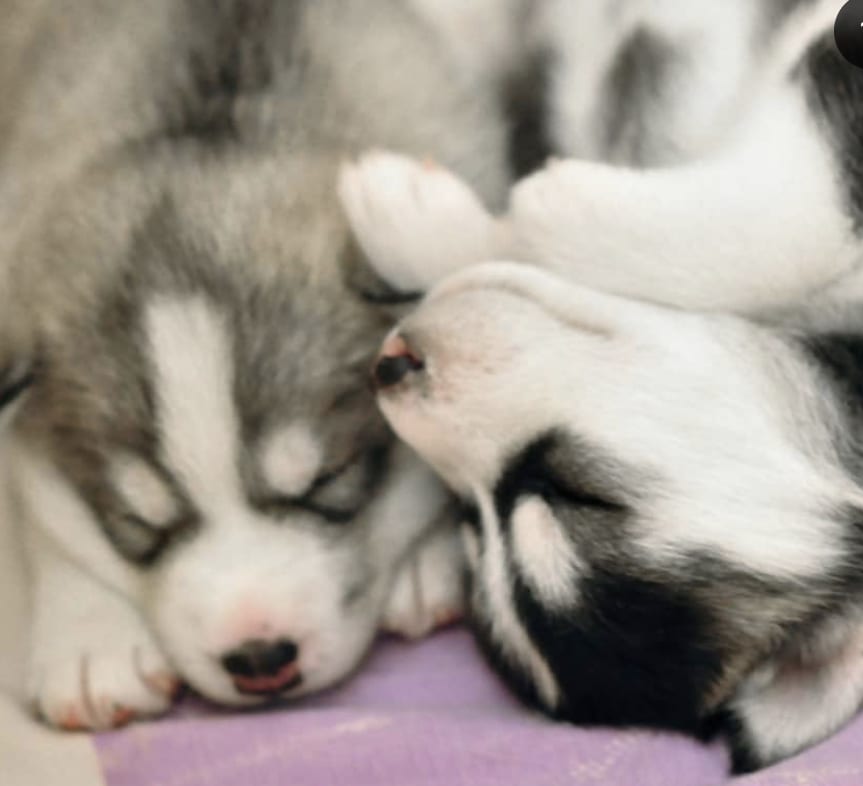 two Husky puppies sleeping next to each other