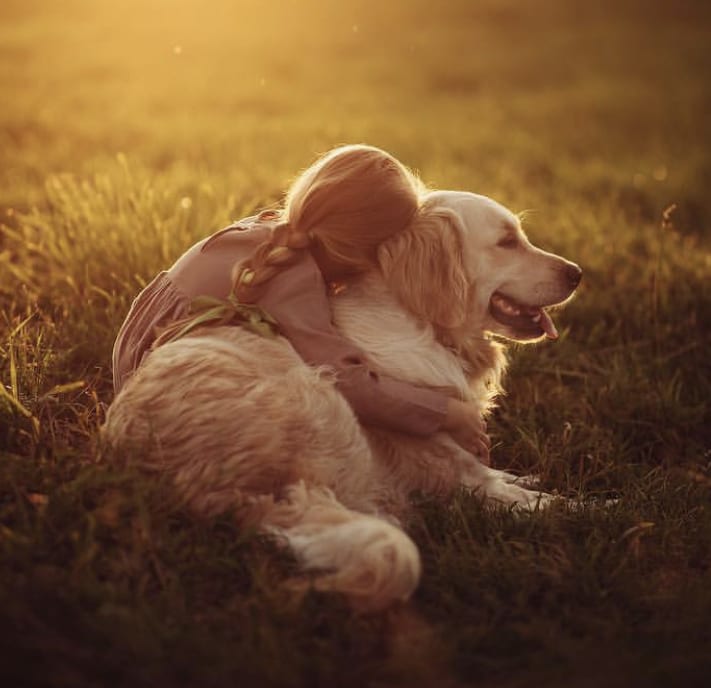 a young girl hugging a Golden Retriever lying down on the green grass on a sunset