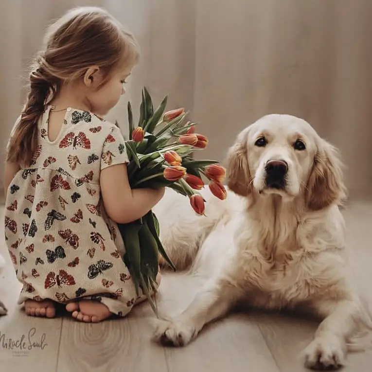 a young girl with a bunch of tulip flowers in her arms kneeling next to a Golden Retriever lying down on the floor