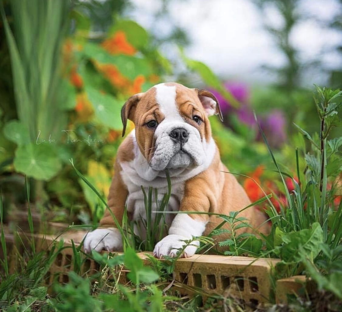 English Bulldog Puppy in the garden