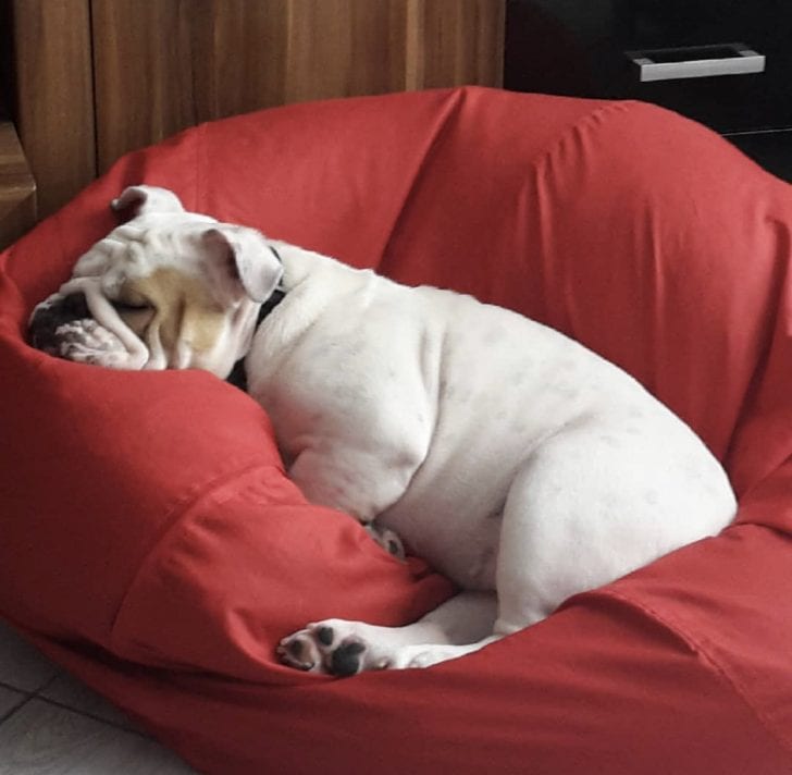 A English Bulldog sleeping on an inflatable chair