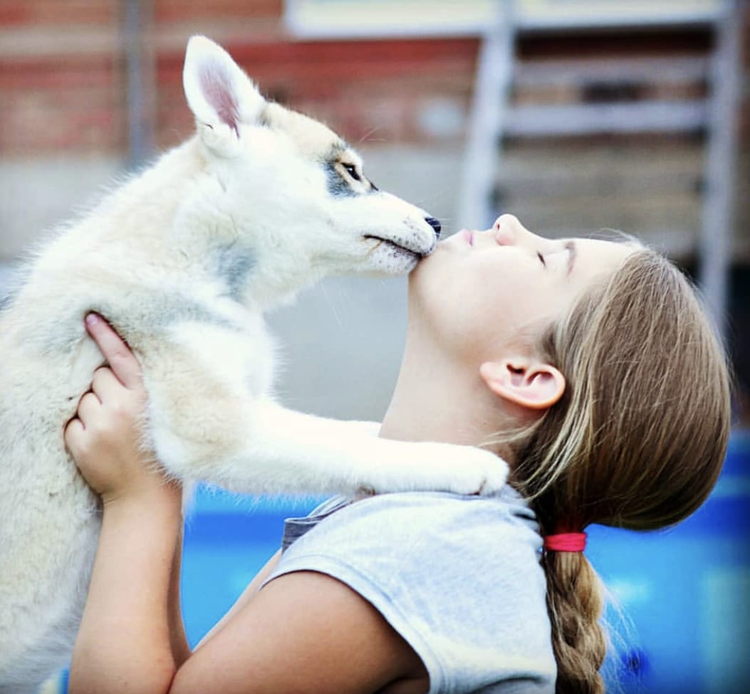 A young gild holding a Husky puppy and it's licking her chin