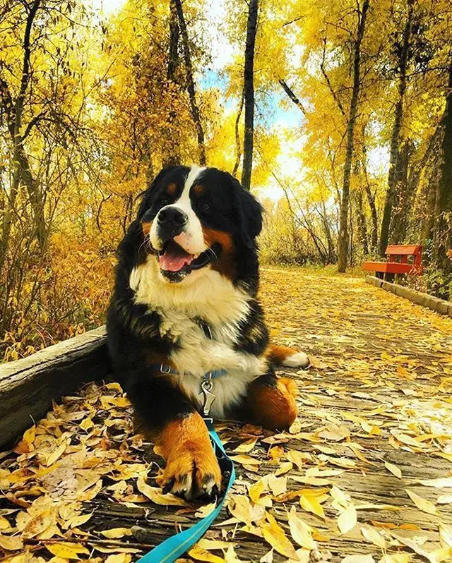 A Bernese Mountain Dog lying down on the pavement filled with fallen dried leaves at the park