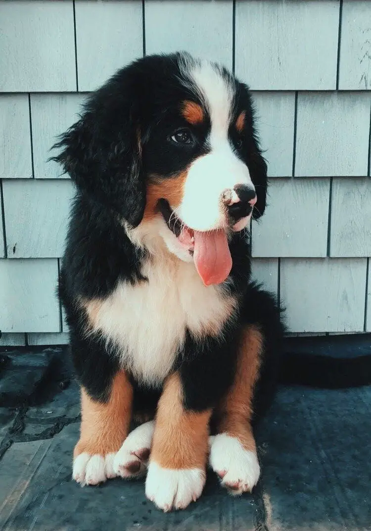 Bernese Mountain puppy sitting on the concrete floor looking on the side with its tongue out