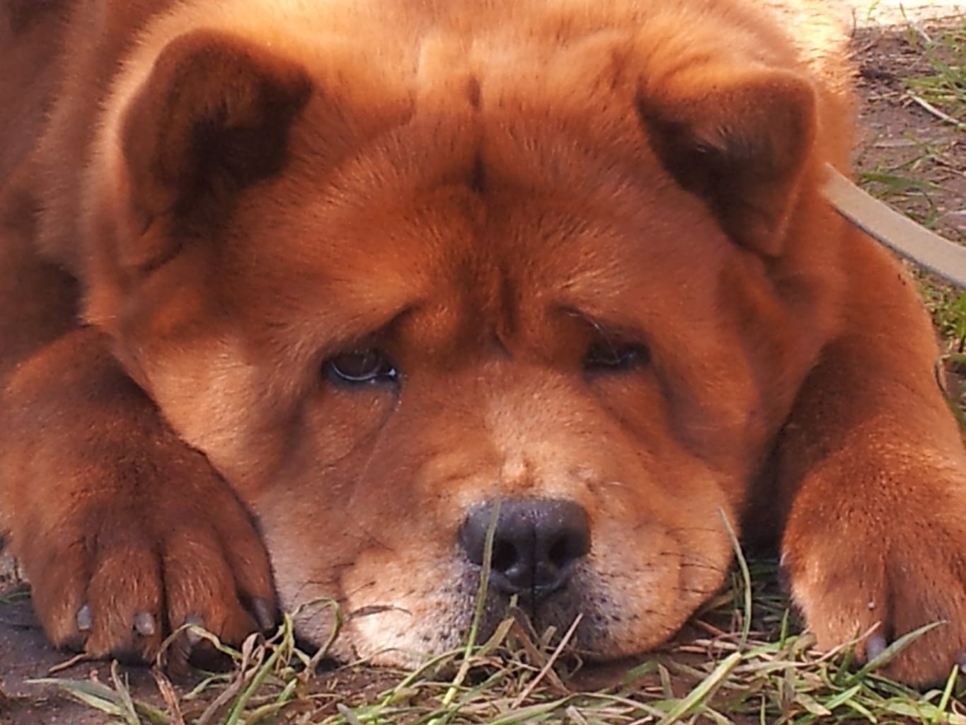 Chow Chow adult dog lying down on the ground